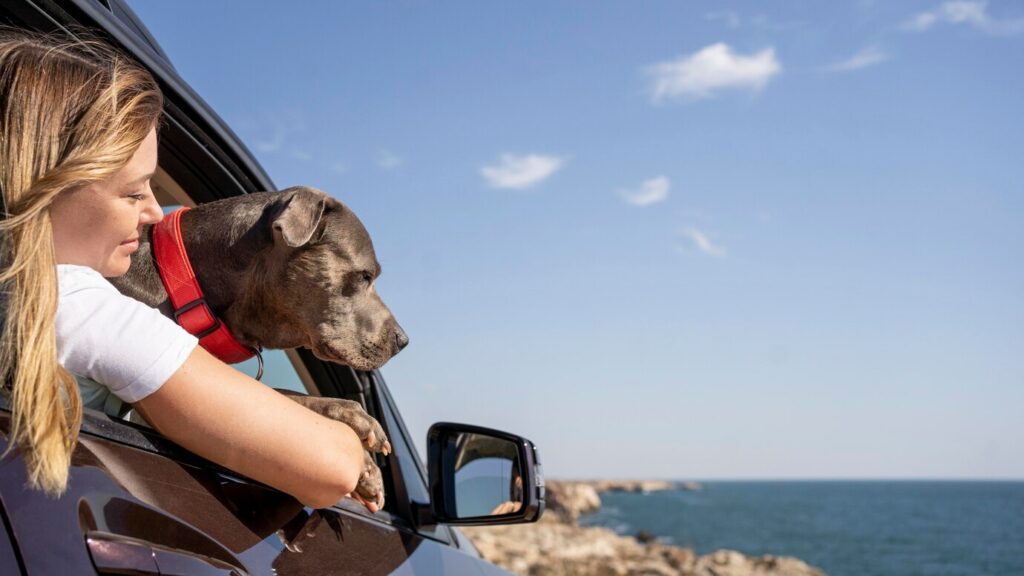8 tips for å holde kjæledyr trygge under reiser